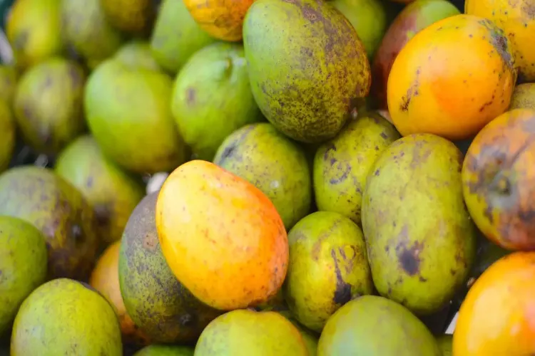 Does Eating Mangoes Cause Weight Gain? Find Out the Truth.